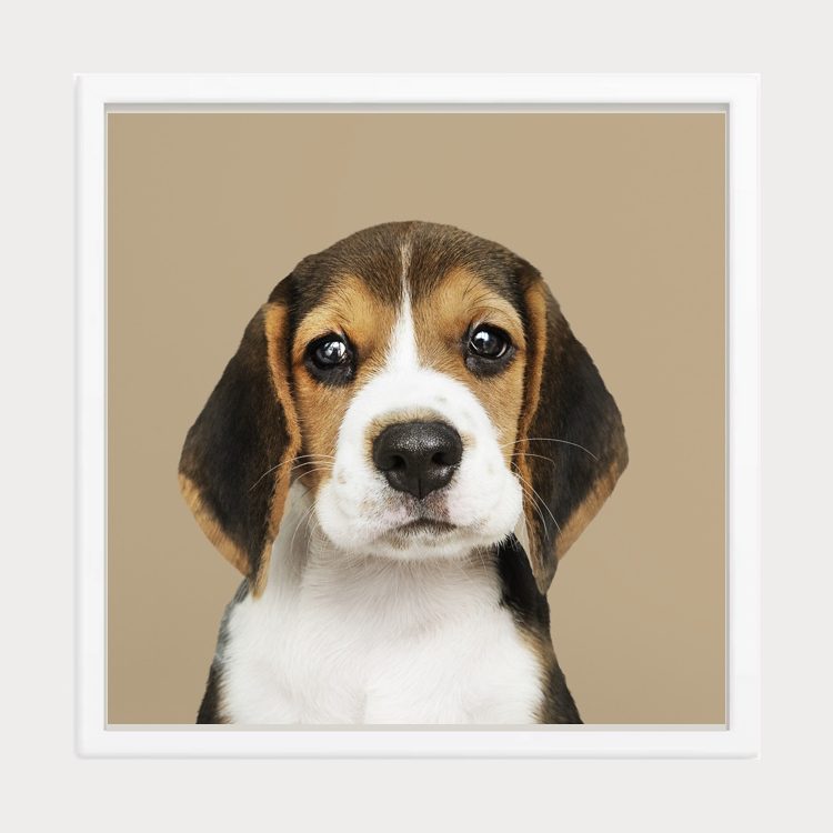 Adorable Beagle Puppy with Sad Eyes Framed Wall Art
