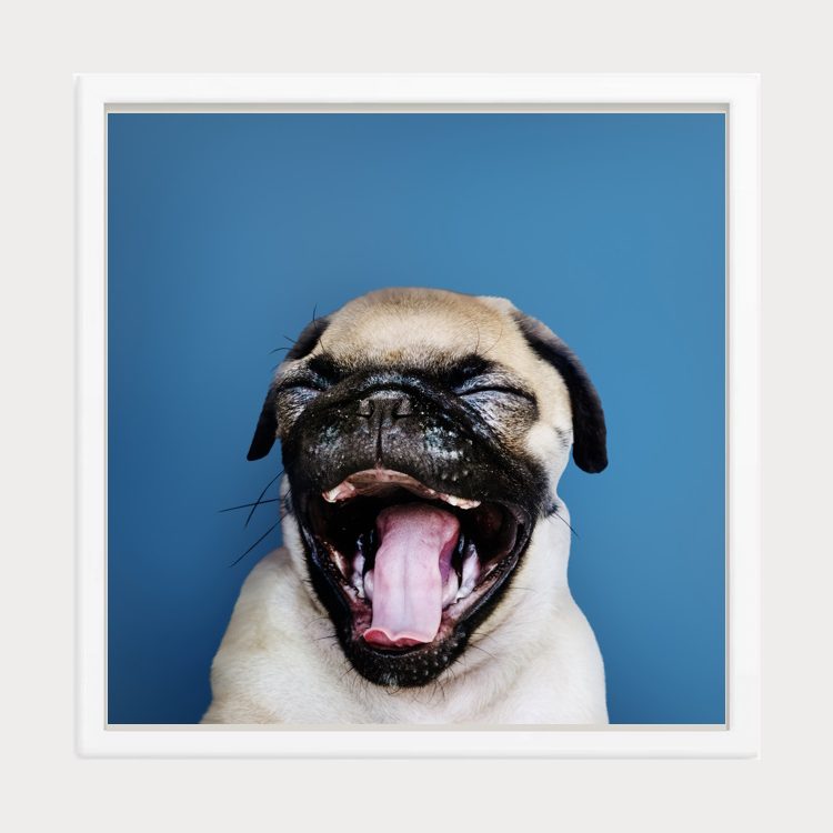 Adorable Yawning Pug Puppy Framed Wall Art Print