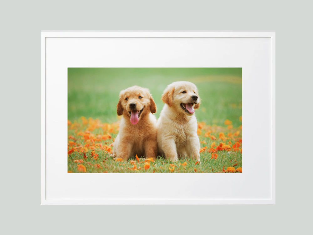 Golden Retriever Puppies Framed Poster Wall Print for Kids Room
