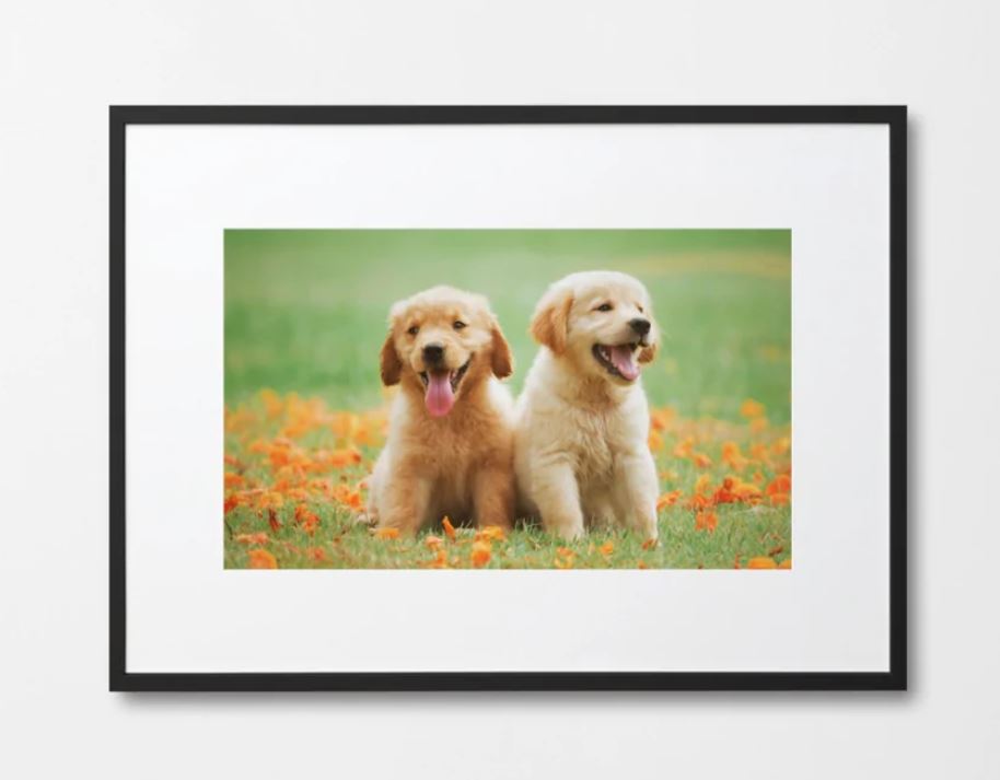 Golden Retriever Puppies Framed Poster Wall Print for Kids Room