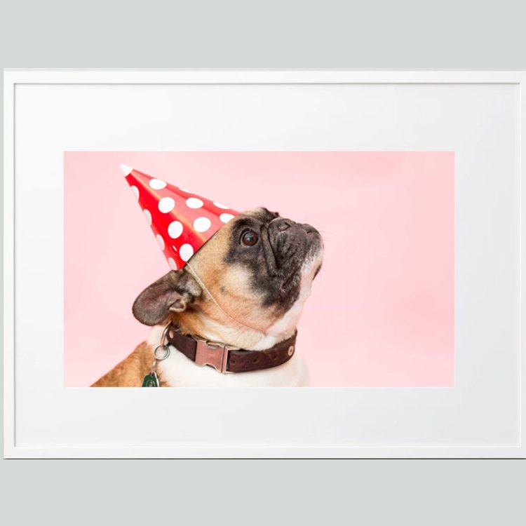 I Want to Go to the Party, Pug Dog with Party Hat Framed Wall Art
